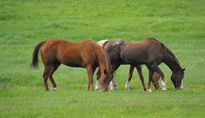 horses.jpg horses.jpg